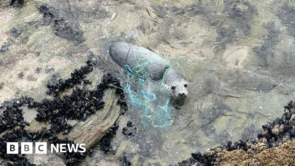You are currently viewing Seal entangled in fishing net on west Cornwall beach saved