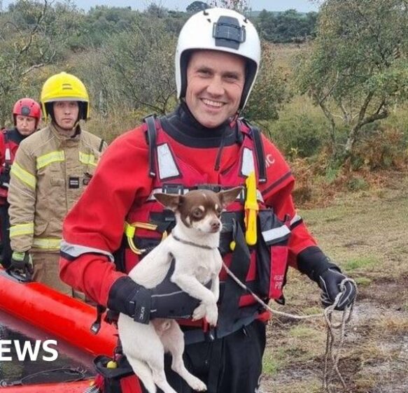 Dog rescued after spending the night stranded in Studland