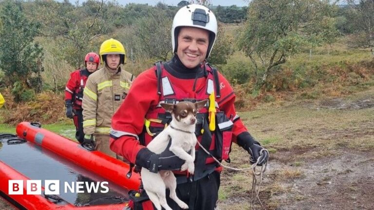 Read more about the article Dog rescued after spending the night stranded in Studland