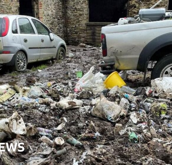 ‘Horror’ as Honiton cattle left to die in slurry and scrap