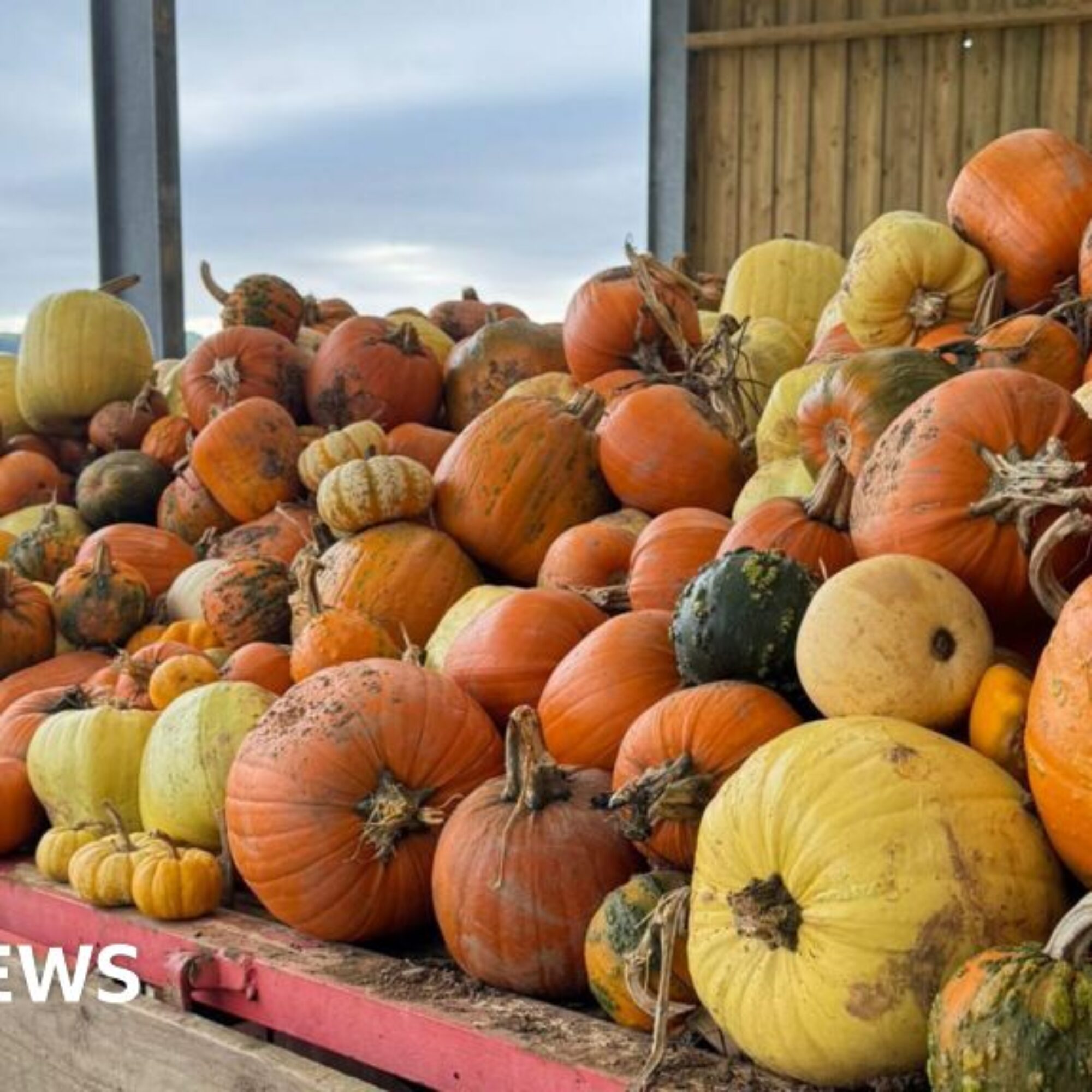 Cornwall pumpkin patches boosting farm businesses