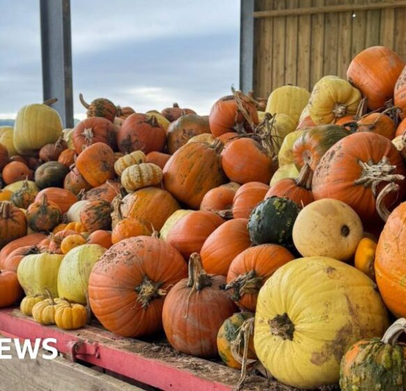Cornwall pumpkin patches boosting farm businesses