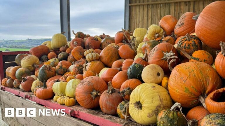 Read more about the article Cornwall pumpkin patches boosting farm businesses