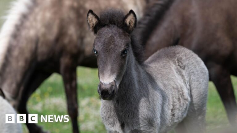 Read more about the article 70 horses and foals rescued in 15-month operation in Devon
