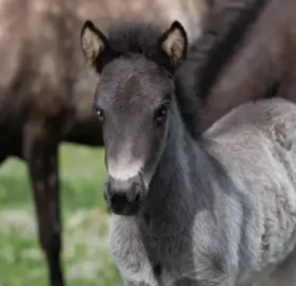 70 horses and foals rescued in 15-month operation in Devon