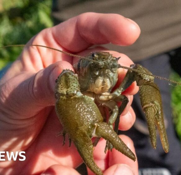 Endangered white claw crayfish released into pond in Devon
