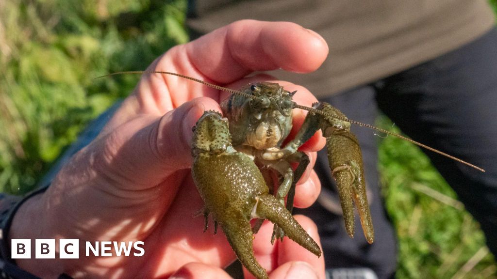 You are currently viewing Endangered white claw crayfish released into pond in Devon