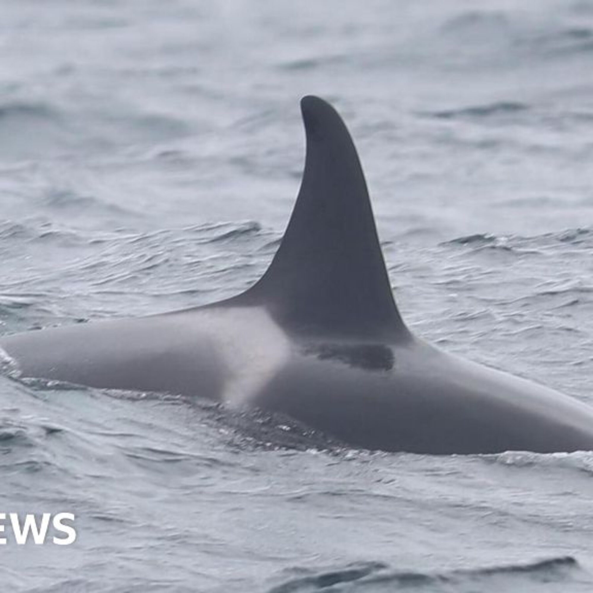 Delight over reported sighting of orca calf off Isles of Scilly