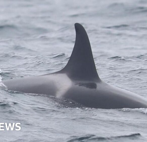 Delight over reported sighting of orca calf off Isles of Scilly