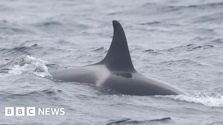 Read more about the article Delight over reported sighting of orca calf off Isles of Scilly