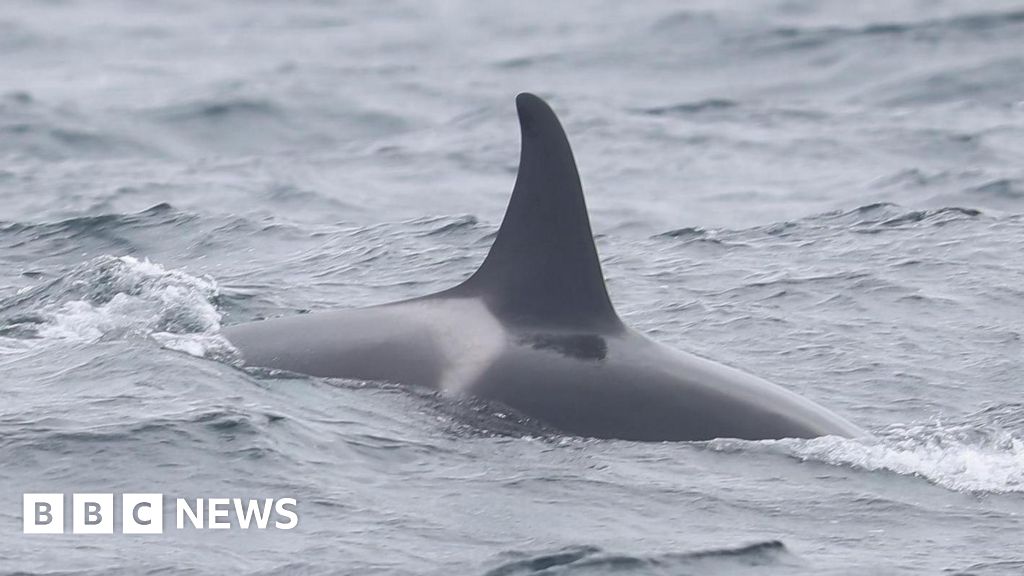 You are currently viewing Delight over reported sighting of orca calf off Isles of Scilly