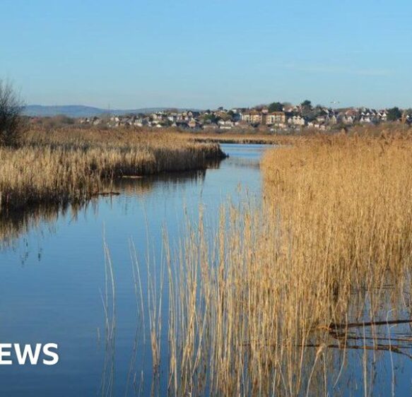 Radipole Lake set for weed and reed clear out to boost flow