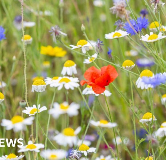 Cornwall restoration project sees meadows ‘come to life’