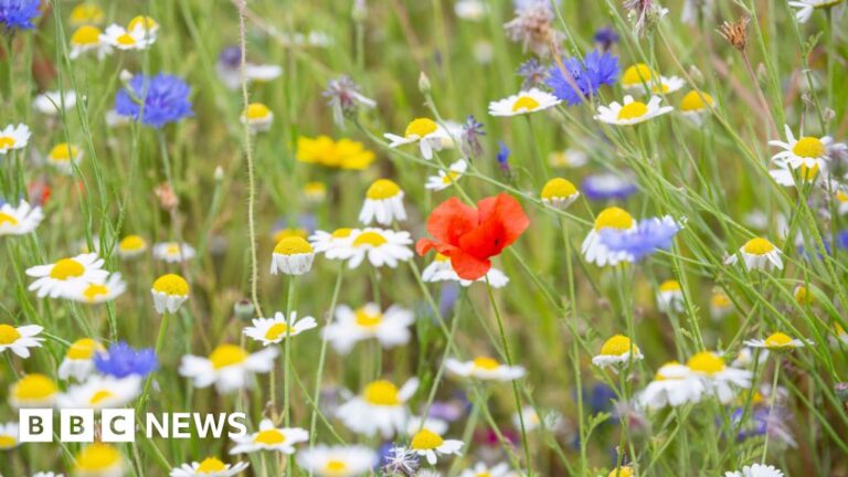 Read more about the article Cornwall restoration project sees meadows ‘come to life’