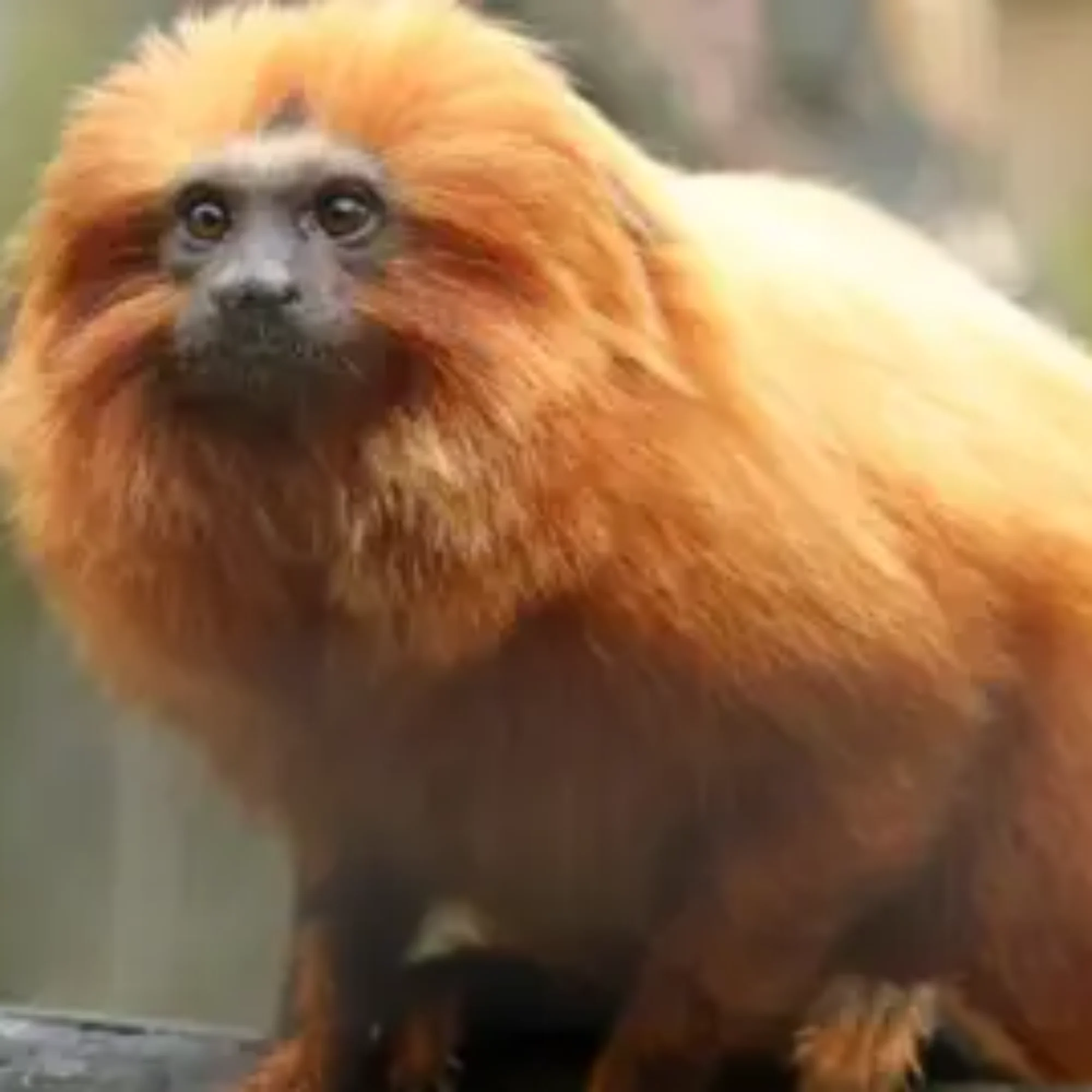 Both Paignton and Newquay Zoos for sale, owner confirms