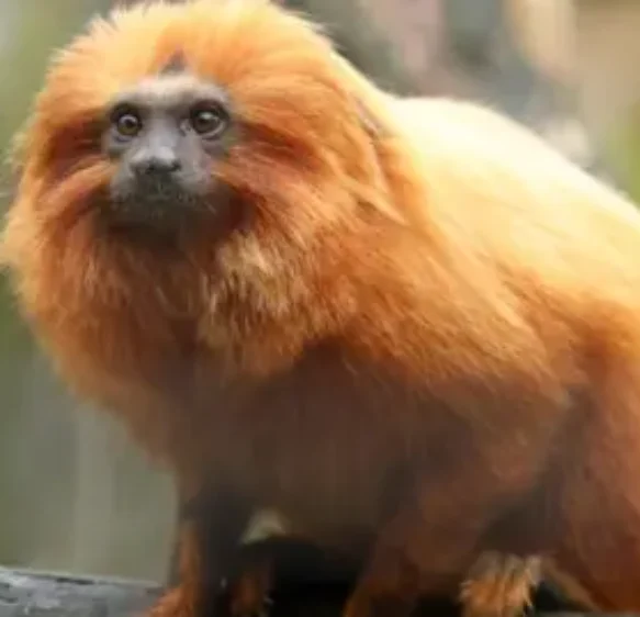 Both Paignton and Newquay Zoos for sale, owner confirms