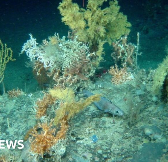 Plymouth scientists win £2m to use AI in deep-sea mapping