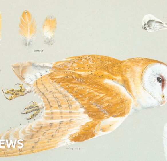 Auction of bird studies for charity founded by artist