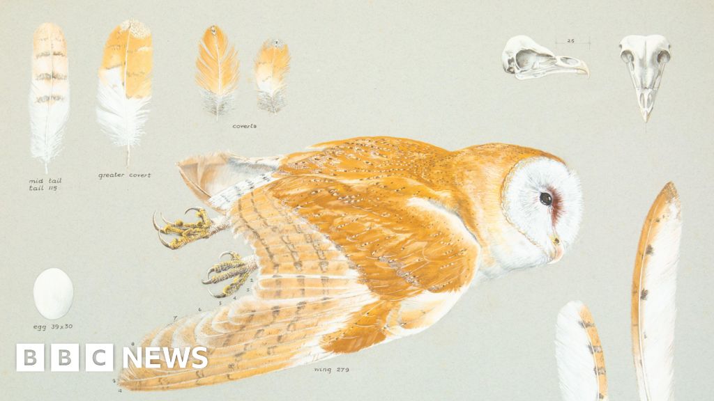 You are currently viewing Auction of bird studies for charity founded by artist