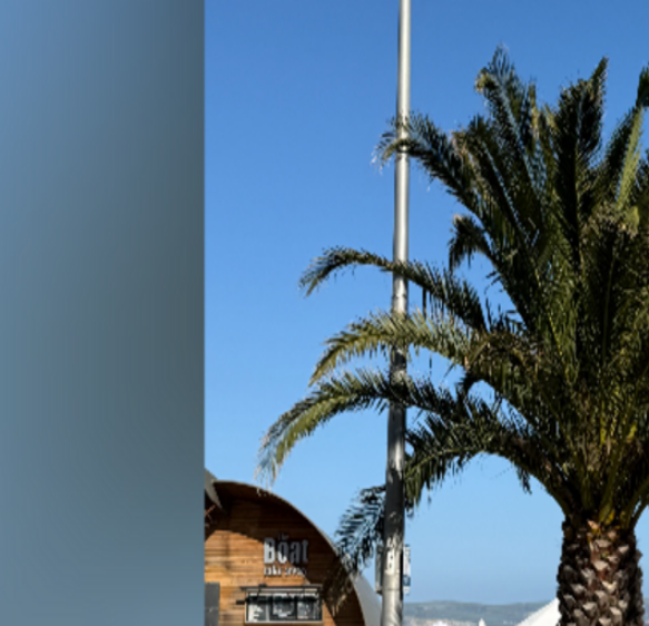 Dorset Olympic palm tree petition to be presented to Weymouth town council