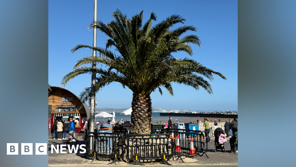 You are currently viewing Dorset Olympic palm tree petition to be presented to Weymouth town council