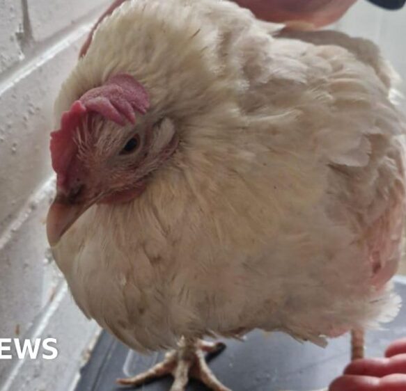 Five stories from the South you may have missed