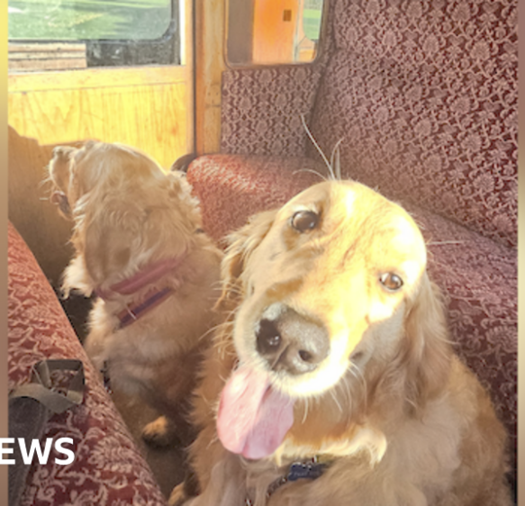 Somerset steam railway helps dogs make their vet appointment