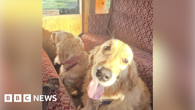 Read more about the article Somerset steam railway helps dogs make their vet appointment