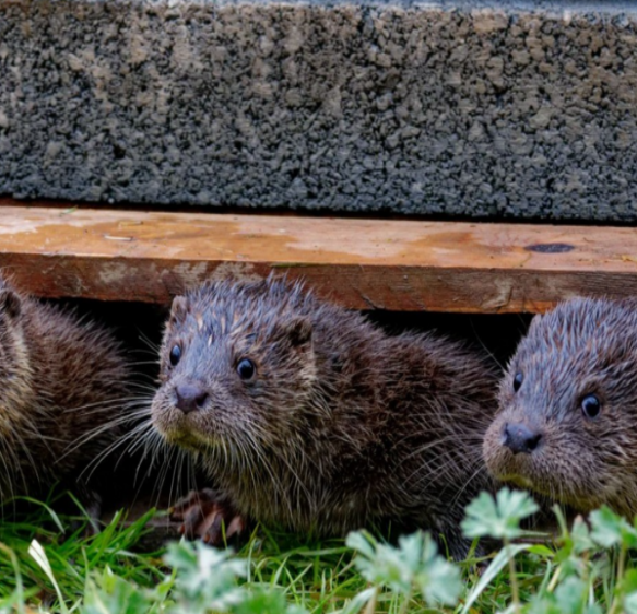 Devon otter charity raises thousands to help relocate