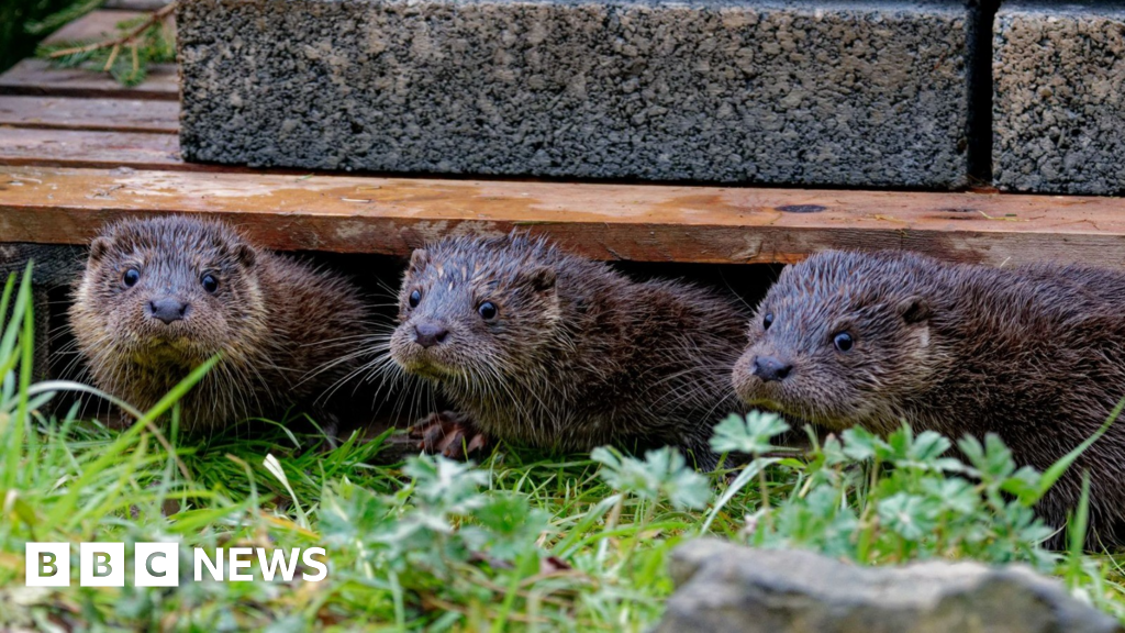 You are currently viewing Devon otter charity raises thousands to help relocate