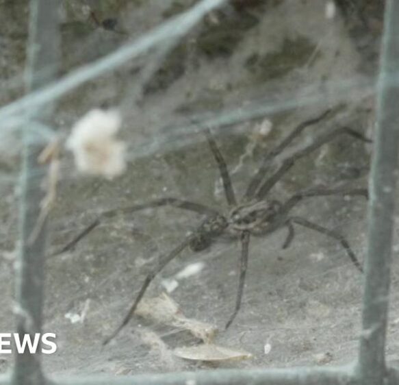 Spider mating season may mean increase in sightings