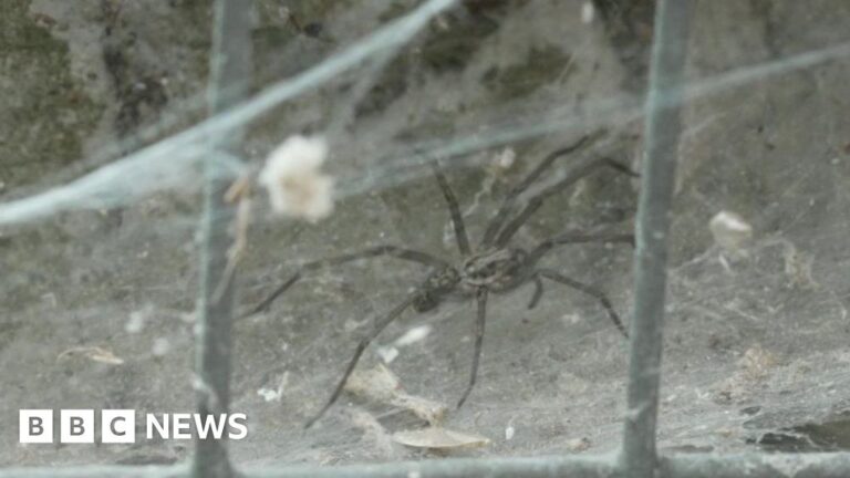 Read more about the article Spider mating season may mean increase in sightings
