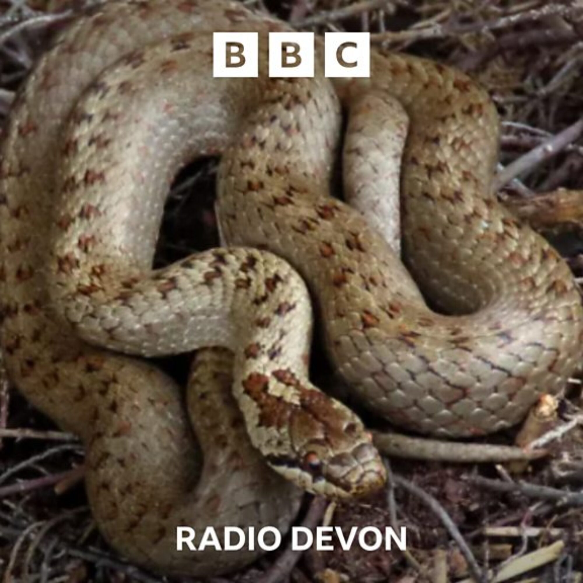 Why are snakes thriving in Devon?