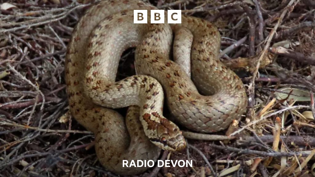 You are currently viewing Why are snakes thriving in Devon?