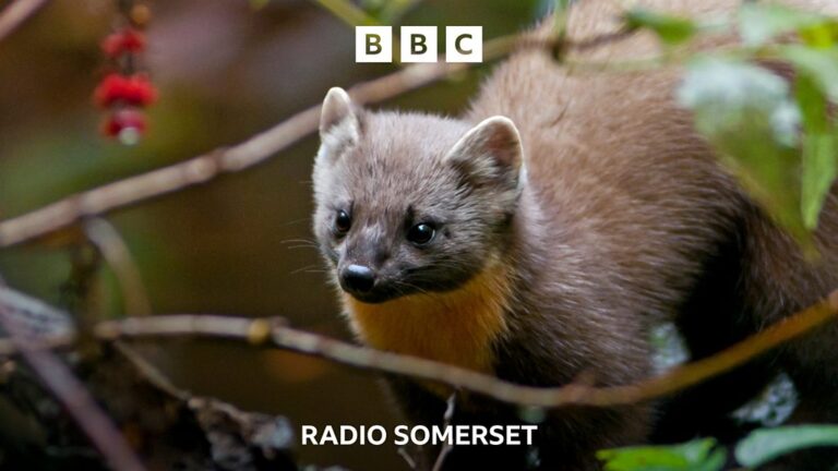 Read more about the article Pine Martens return to Exmoor after over a century
