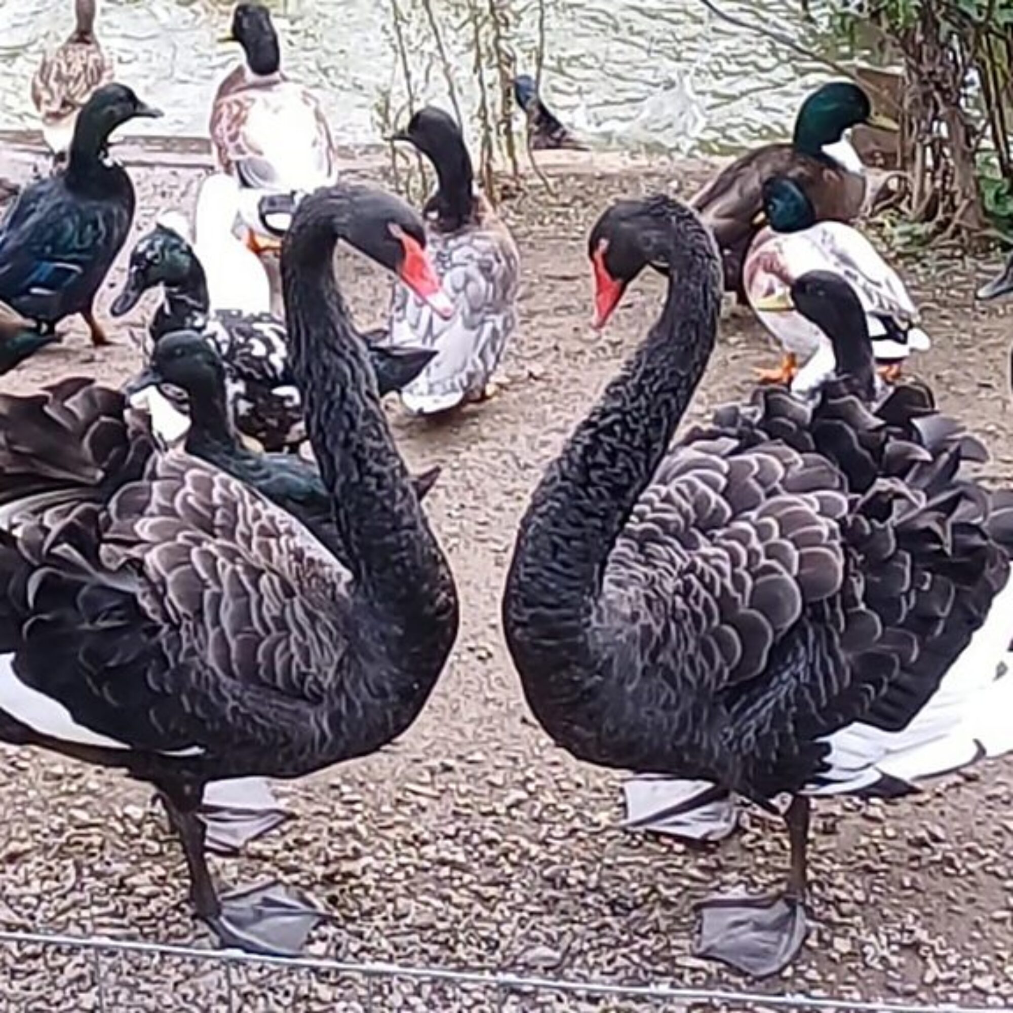 So how is Reggie the aggressive swan getting on in his new home at Dawlish