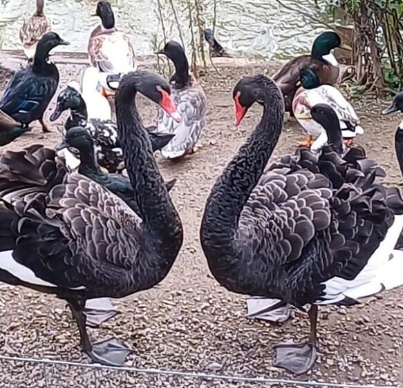 So how is Reggie the aggressive swan getting on in his new home at Dawlish