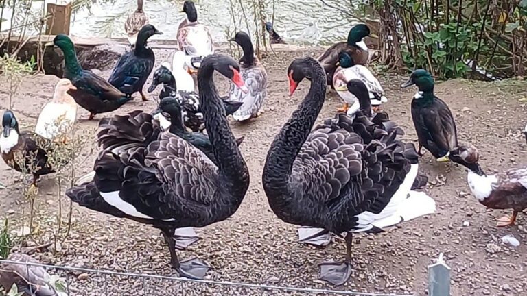 Read more about the article So how is Reggie the aggressive swan getting on in his new home at Dawlish