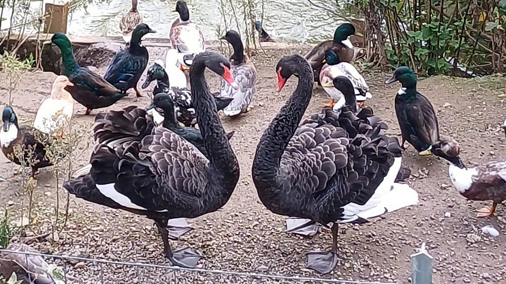 You are currently viewing So how is Reggie the aggressive swan getting on in his new home at Dawlish