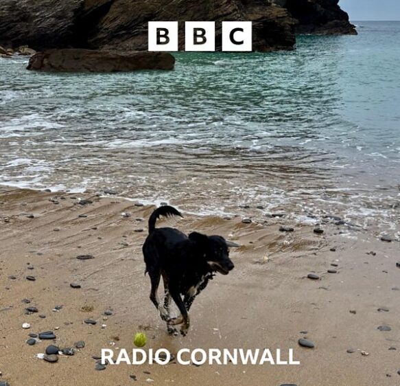 Council want your views on dogs on Cornish beaches