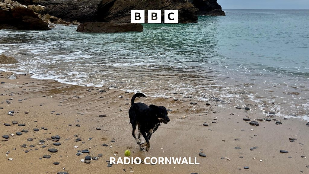 You are currently viewing Council want your views on dogs on Cornish beaches