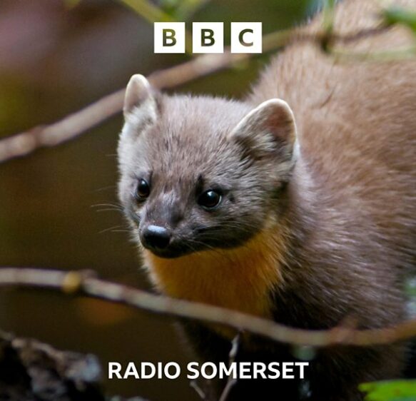 Pine Martens: Answering your concerns