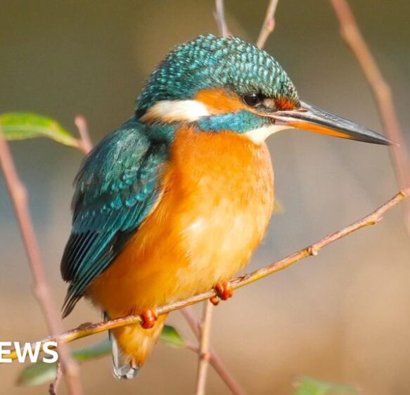 This week’s images from the south of England