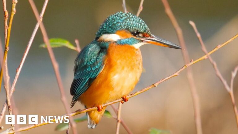 Read more about the article This week’s images from the south of England
