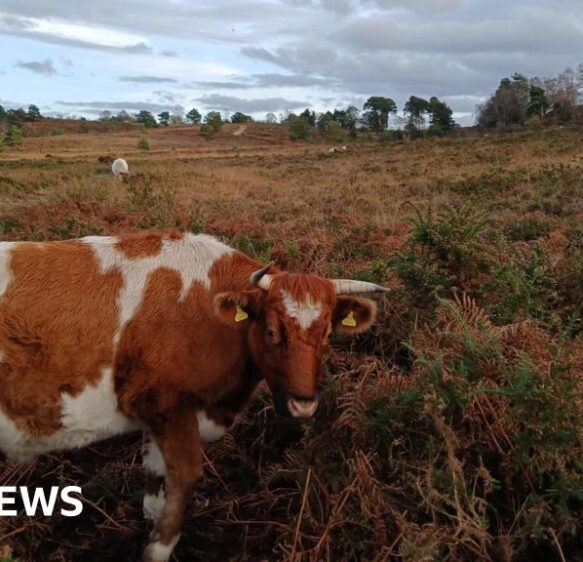 Three Dorset sites earmarked for green space enhancements