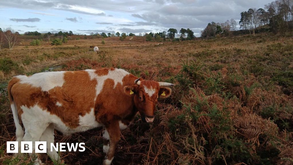 You are currently viewing Three Dorset sites earmarked for green space enhancements