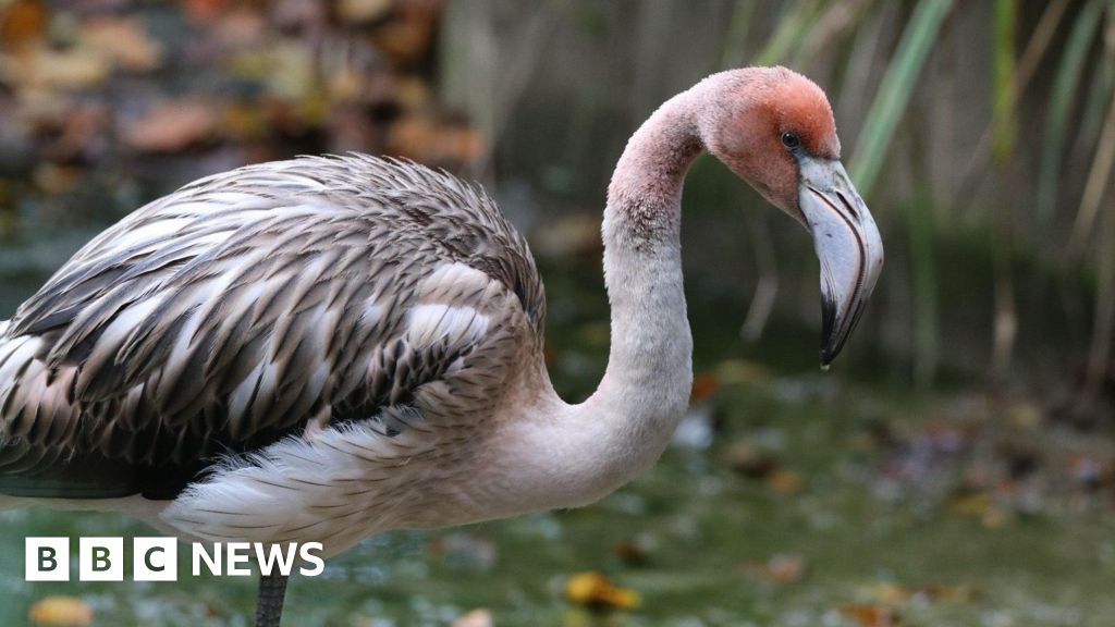 You are currently viewing Expert has hope for ‘resilient’ missing flamingo in Cornwall