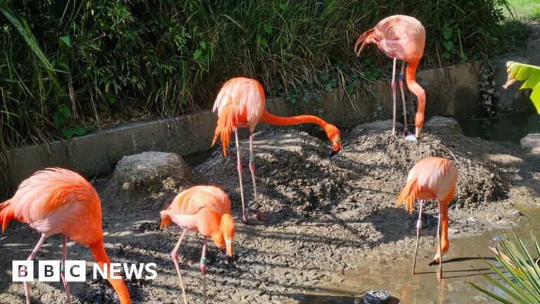 Read more about the article Flamingo ‘on the run’ from wildlife sanctuary