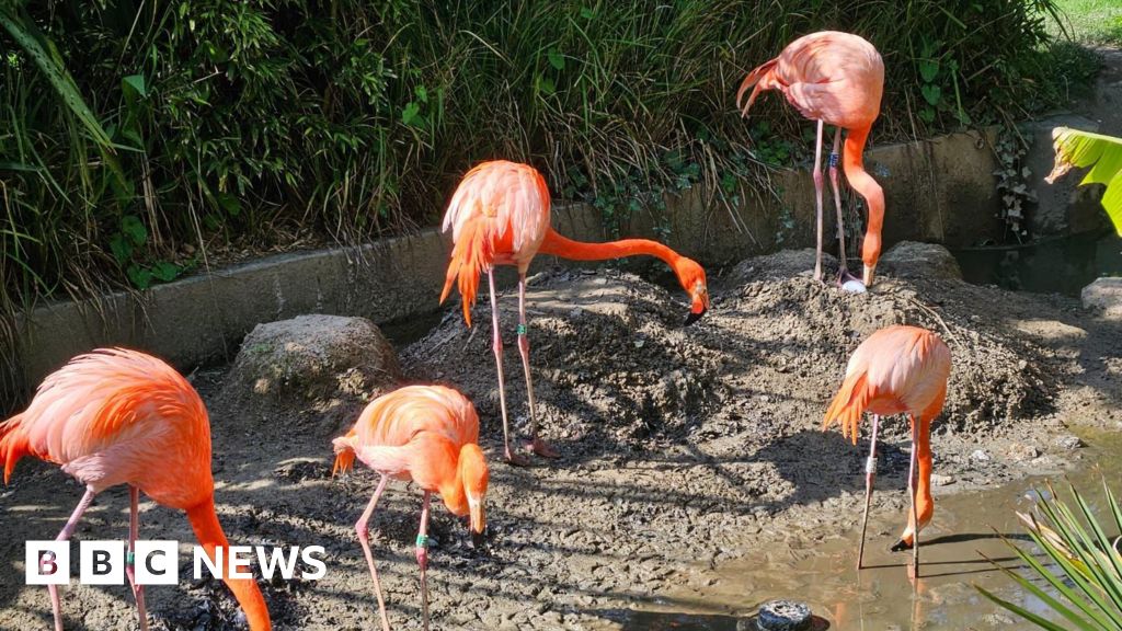 You are currently viewing Flamingo ‘on the run’ from wildlife sanctuary