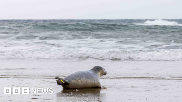 Read more about the article Rescued seal from Cornwall released back into sea after care